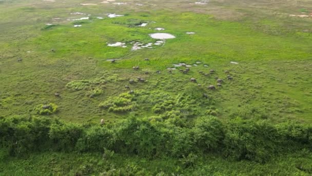 空中から美しいフィールドで放牧するバッファローの群れ — ストック動画