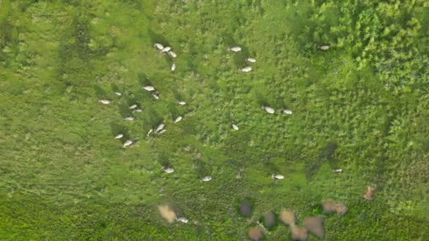 Fridfull Hjord Bufflar Som Betar Ett Grönskande Fält Flygbild — Stockvideo