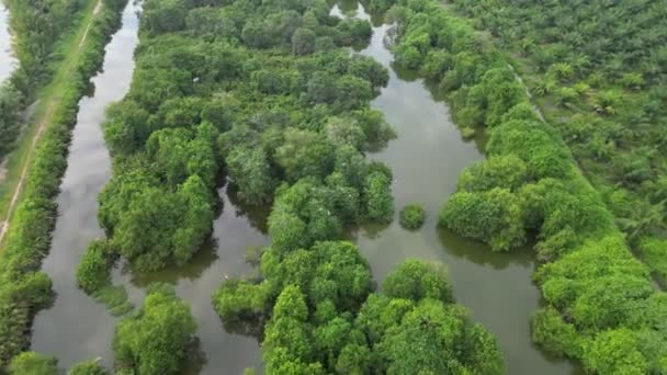 Heiterer Fluss Fließt Durch Einen Lebhaften Grünen Wald — Stockvideo