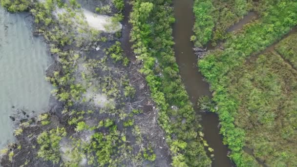 Luftaufnahme Von Müll Der Zwischen Bäumen Wald Verstreut Liegt — Stockvideo
