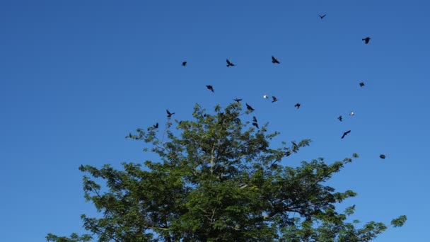 在蓝天的映衬下 树木旁边的电影慢动作乌鸦 — 图库视频影像