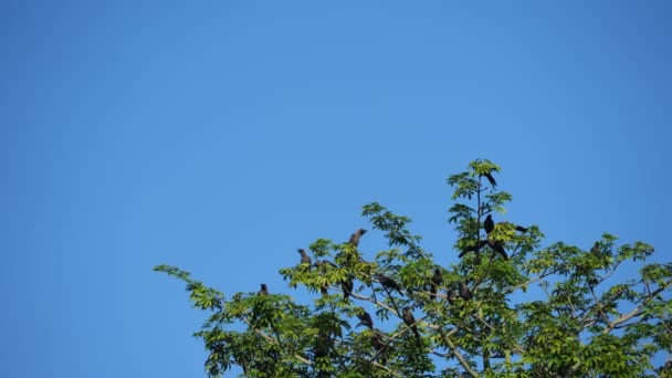 蓝天下 在树下平静的慢动作乌鸦 — 图库视频影像