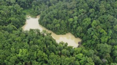Sabah yemyeşil bir ormanda küçük bir baraj.