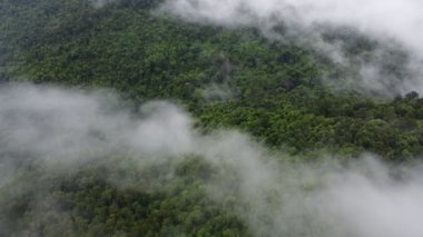 Gökyüzünden gizlenmiş mistik orman.