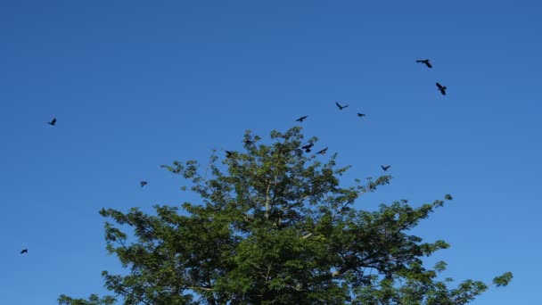 迷人的慢动作乌鸦在树旁飞舞 — 图库视频影像