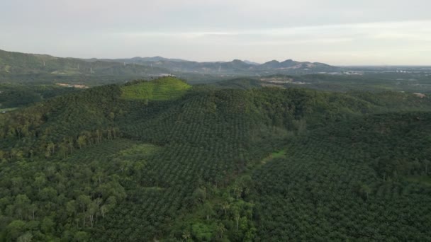 Letecký Pohled Olejové Palmy Plantáž Kopci Malajsii — Stock video