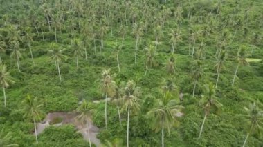 Bir sürü palmiye ağacıyla dolu yemyeşil bir orman.
