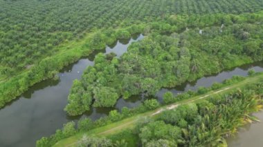 Parlak yeşil bir ormanın içinden akan sakin bir nehir.