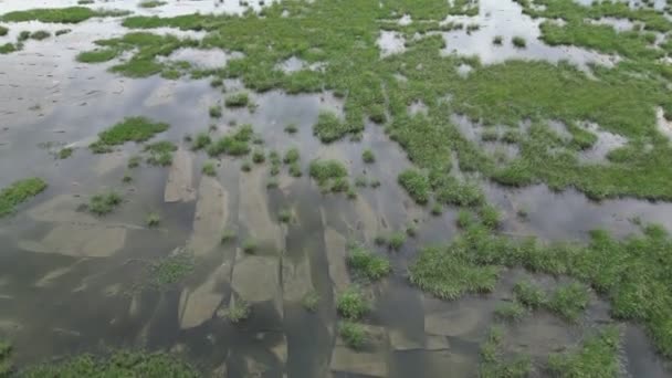 Повітряний Вигляд Затопленого Бруду Травою — стокове відео