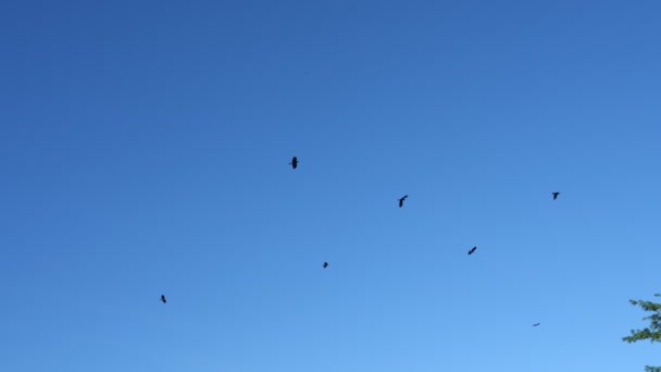 在晴朗的蓝天下飞行的乌鸦的慢镜头 — 图库视频影像