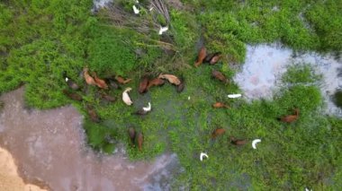 Uçan ineklere bak tarlada otlayan inekler ve balıkçıl kuşları uçup gidiyorlar.