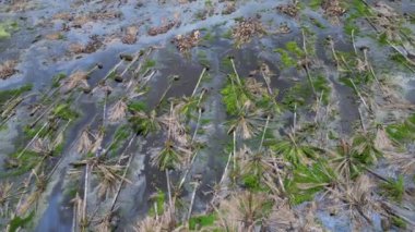 İnsansız hava aracı görüntüsü geniş tarım yağı palmiyesi ağacı gelişim için kesilir