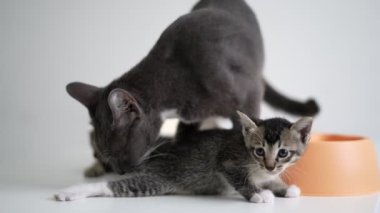 Kedi bir annenin meraklı yavrusunu tımar edişinin yürek ısıtan bir anı. Yavaş çekim