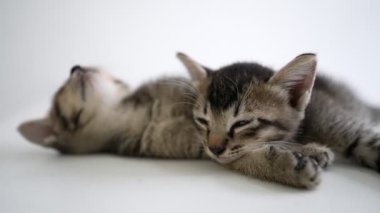 İki yavru kedi birbirine sokulur, minik vücutları mükemmel bir uyum içindedir. Yavaş çekim