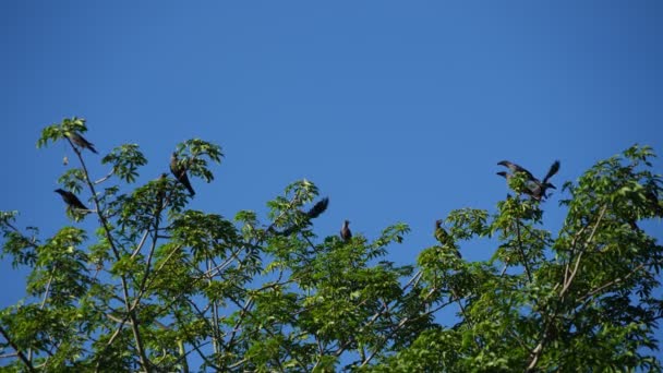 在蓝天的树下飞翔的乌鸦平静的慢镜头 — 图库视频影像