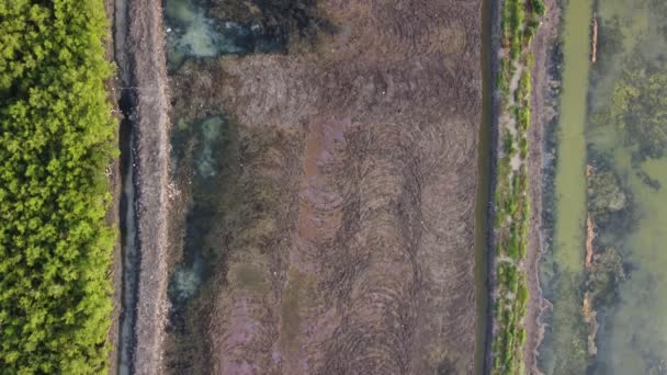 Luftaufnahme Eines Feldes Mit Bäumen Und Wasser Ist Trocken Für — Stockvideo