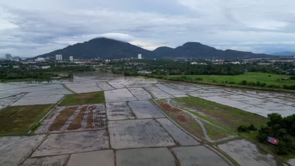 Aerial Fly Flooded Paddy Field Background Bukit Mertajam Hill — Stock Video