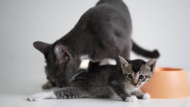 Heartwarming Moment Bonding Cat Mom Grooming Her Curious Kitten Slow — Stock Video