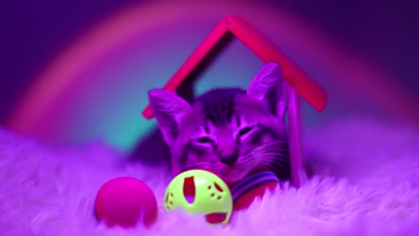 Spokojny Kot Przytula Swoją Zabawkę Podczas Przytulnej Drzemki Zwolniony Ruch — Wideo stockowe