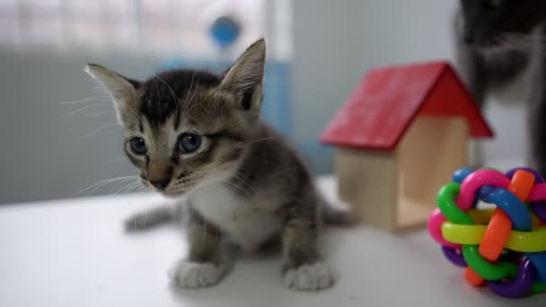 Ein Süßes Kätzchen Mit Seinem Spielzeug Zeitlupe — Stockvideo