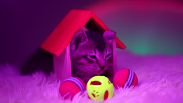 Sleep Cat Its Beloved Wooden House Ball Toy Slow Motion — Stock Video