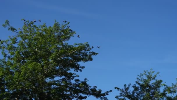 Paz Câmera Lenta Canta Perto Árvore Sob Céu Azul — Vídeo de Stock