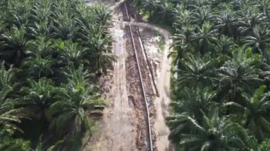 Palmiye ağaçlarıyla çevrili bir tren yolunun havadan görüntüsü