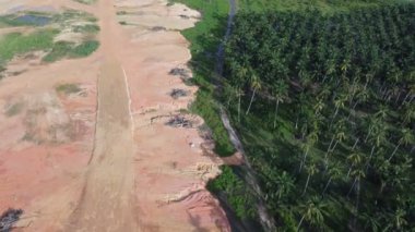Havadan bakıldığında, bereketli palmiyelerle çevrili toprak yol.