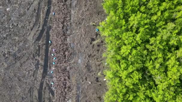 红树林中土地清理的空中景观 — 图库视频影像