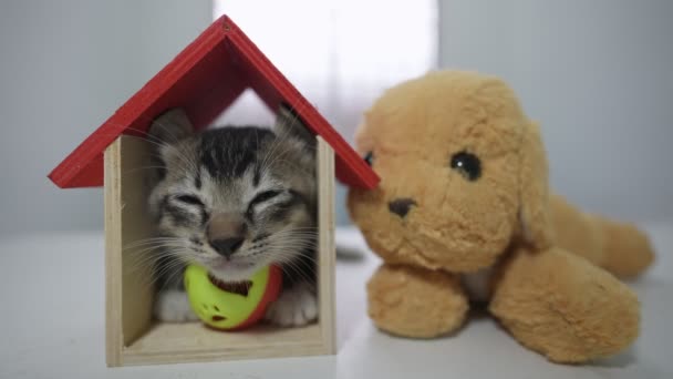 Kitten Sleep Wooden House Toy Slow Motion — Stock Video