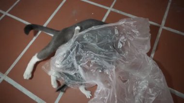 Bir kedi yavrusu annesinin yanında naylonun altında oynuyor.