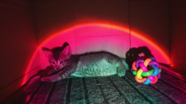 Enerjik kedi yavrusu top oyuncağı, saf kedi neşe kaynağı ışık. Yavaş çekim