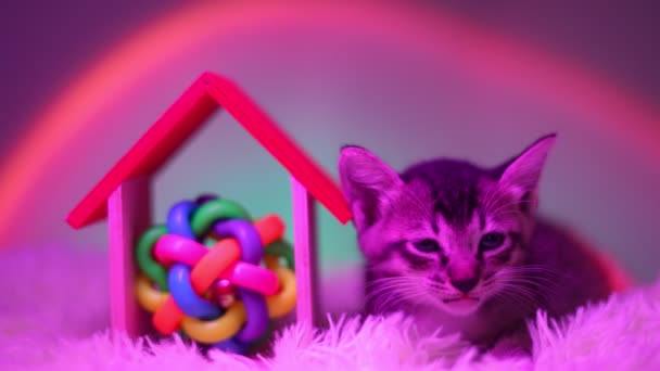 Curious Kitten Playtime Featuring Its Treasured Toy Slow Motion — Stock Video