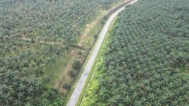 Asfalt bir yol üzerinde dönen hava manzarası ve bir yağ palmiyesi çiftliği.