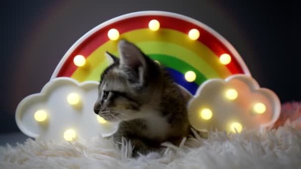 Playful Kitten Play Rainbow Light — Stock Video