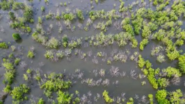 Kuru bir mangrov ekosisteminin hava görüntüleri..