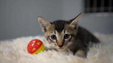 Sevimli kedi ve oyuncağı odada. Yavaş çekim