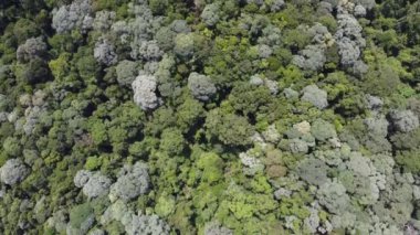 Tropikal yağmur ormanları Teluk Bahang, Malezya 'da insansız hava aracı gösterisi.