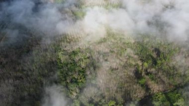 Kuş bakışı, bulutlarla çevrili sakin güzellik kauçuk tarlasını yakalıyor.