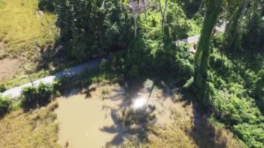 Hindistan cevizi gölgelerinin çeltik tarlasında havadan görünüşü