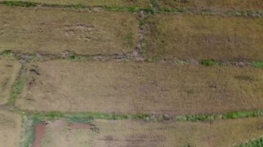 Gökyüzü manzarası büyüleyici genişlikteki sararmış çeltik tarlasını görkemli bir şekilde izliyor.