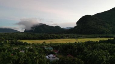 Kuş bakışı perspektif resimli çeltik tarlasının bol yeşilliğini gösteriyor