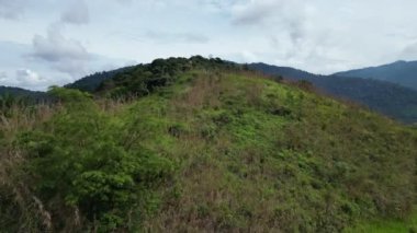 İnsansız hava aracı görüntüsü Broga Hill 'de insanların keşfettiği uzun otlarla büyüyen pennisetum polystachion