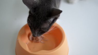 Aç bir kedi, kasesinden çıkan yemeğin tadını çıkarır. Yavaş çekim