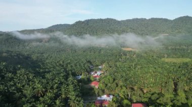 Malezya 'daki bir petrol palmiyesi çiftliğinin göz alıcı bir görüntüsü, alçak asılı bulutlarla örtülü..