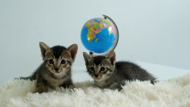 愛らしい猫とその世界の仲間 好奇心の世界 — ストック動画
