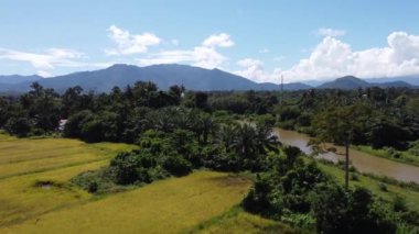 Kuş bakışı, yemyeşil bir çeltik tarlasının canlı sarı renklerini gösteriyor..