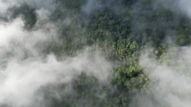 Sabah orman manzarasında alçak bulutların drone çekimi