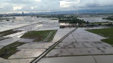 Kuş bakışı, suların ekili çeltik tarlasını gösteriyor.