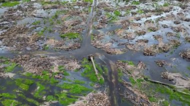 Hava manzaralı arazi temizliği ve petrol palmiyesi tarlasında sel